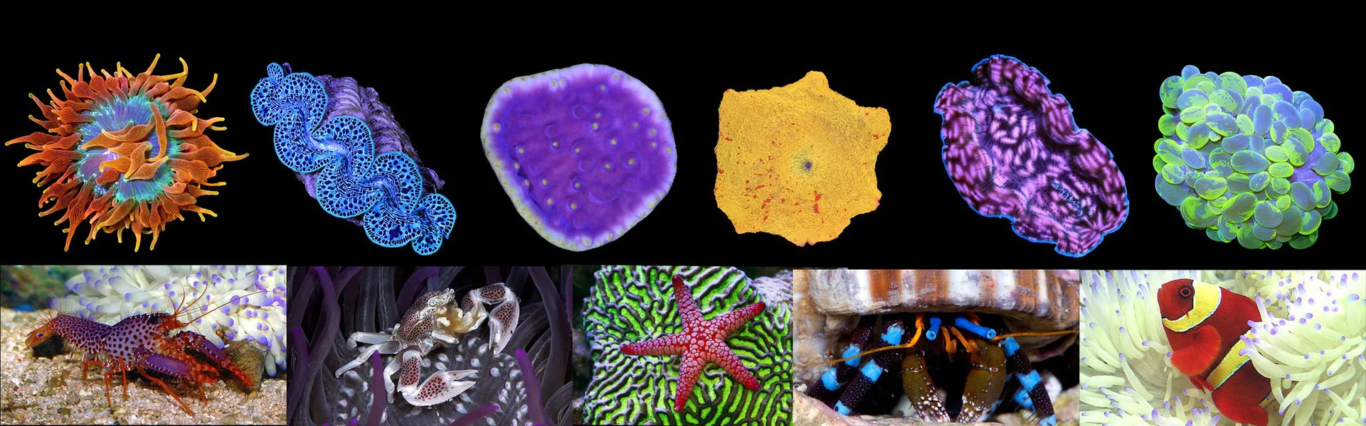 Vivid Reefs, Delivered to You