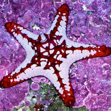 Starfish For Sale